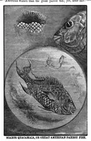Picture 13 of 14 from Scientific American, Vol. 41, No. 2 (July 1879) (1879), leaf 8
