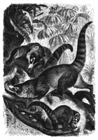 An illustration from Scientific American, Vol. 41, No. 6 (August 1879) (1879)
