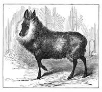 An illustration from Scientific American, Vol. 41, No. 9 (August 1879) (1879)