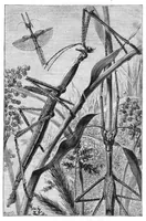An illustration from Scientific American, Vol. 41, No. 13 (September 1879) (1879)