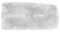 An illustration from Scientific American, Vol. 41, No. 14 (October 1879) (1879)