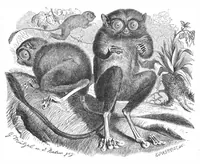 An illustration from Scientific American, Vol. 41, No. 16 (October 1879) (1879)