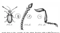 Picture 9 of 15 from Scientific American, Vol. 41, No. 17 (October 1879) (1879), leaf 6