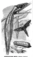 An illustration from Scientific American, Vol. 41, No. 22 (November 1879) (1879)