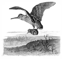 Picture 8 of 12 from Scientific American, Vol. 41, No. 24 (December 1879) (1879), leaf 8