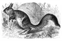 An illustration from Scientific American, Vol. 42, No. 4 (January 1880) (1880)