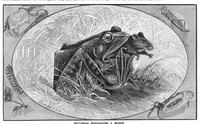 Picture 11 of 12 from Scientific American, Vol. 42, No. 6 (February 1880) (1880), leaf 8