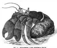An illustration from Scientific American, Vol. 42, No. 8 (February 1880) (1880)