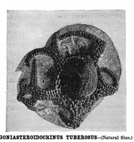 Picture 12 of 14 from Scientific American, Vol. 42, No. 24 (June 1880) (1880), leaf 8