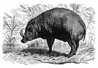 An illustration from Scientific American, Vol. 42, No. 25 (June 1880) (1880)