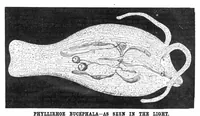 An illustration from Scientific American, Vol. 43, No. 1 (July 1880) (1880)