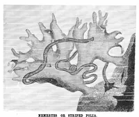 Picture 7 of 12 from Scientific American, Vol. 43, No. 2 (July 1880) (1880), leaf 8