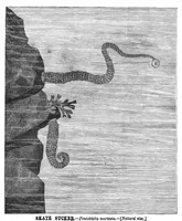 Picture 12 of 16 from Scientific American, Vol. 43, No. 3 (July 1880) (1880), leaf 8