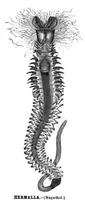 An illustration from Scientific American, Vol. 43, No. 3 (July 1880) (1880)