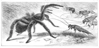 An illustration from Scientific American, Vol. 43, No. 4 (July 1880) (1880)
