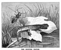 Picture 9 of 10 from Scientific American, Vol. 43, No. 10 (September 1880) (1880), leaf 8