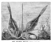 Picture 10 of 12 from Scientific American, Vol. 43, No. 14 (October 1880) (1880), leaf 8