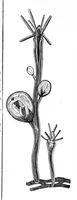 An illustration from Scientific American, Vol. 43, No. 16 (October 1880) (1880)