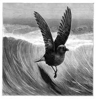 An illustration from Scientific American, Vol. 43, No. 22 (November 1880) (1880)