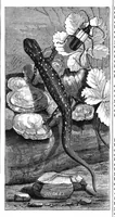 Picture 11 of 12 from Scientific American, Vol. 43, No. 23 (December 1880) (1880), leaf 8
