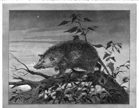 Picture 8 of 11 from Scientific American, Vol. 43, No. 24 (December 1880) (1880), leaf 8