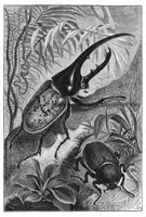 An illustration from Scientific American, Vol. 43, No. 25 (December 1880) (1880)