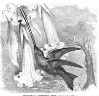 An illustration from Scientific American, Vol. 44, No. 2 (January 1881) (1881)