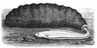 An illustration from Scientific American, Vol. 44, No. 2 (January 1881) (1881)