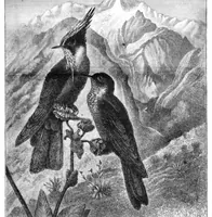 An illustration from Scientific American, Vol. 44, No. 7 (February 1881) (1881)