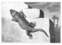 An illustration from Scientific American, Vol. 44, No. 8 (February 1881) (1881)