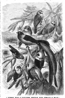 An illustration from Scientific American, Vol. 44, No. 9 (February 1881) (1881)