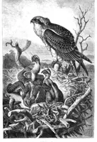 An illustration from Scientific American, Vol. 44, No. 10 (March 1881) (1881)