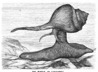 An illustration from Scientific American, Vol. 44, No. 11 (March 1881) (1881)