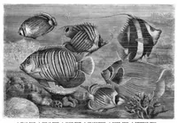 An illustration from Scientific American, Vol. 44, No. 14 (April 1881) (1881)