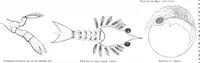 An illustration from Scientific American, Vol. 44, No. 24 (June 1881) (1881)