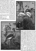 An illustration from Scientific American, Vol. 45, No. 3 (July 1881) (1881)