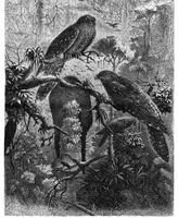 An illustration from Scientific American, Vol. 45, No. 9 (August 1881) (1881)