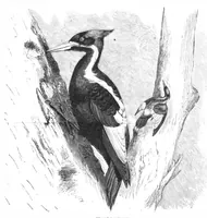 An illustration from Scientific American, Vol. 45, No. 14 (October 1881) (1881)
