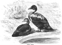 An illustration from Scientific American, Vol. 45, No. 16 (October 1881) (1881)