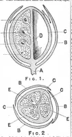 An illustration from Scientific American, Vol. 45, No. 18 (October 1881) (1881)