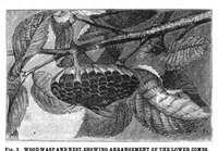 Picture 10 of 11 from Scientific American, Vol. 45, No. 20 (November 1881) (1881), leaf 10
