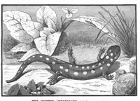 An illustration from Scientific American, Vol. 45, No. 21 (November 1881) (1881)
