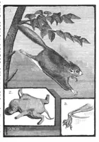 An illustration from Scientific American, Vol. 45, No. 26 (December 1881) (1881)