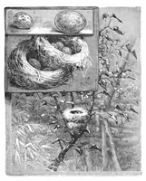 An illustration from Scientific American, Vol. 46, No. 11 (March 1882) (1882)
