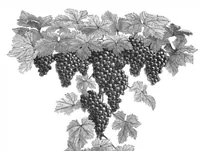 An illustration from Scientific American, Vol. 46, No. 12 (March 1882) (1882)