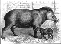 An illustration from Scientific American, Vol. 46, No. 14 (April 1882) (1882)