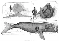 An illustration from Scientific American, Vol. 46, No. 16 (April 1882) (1882)