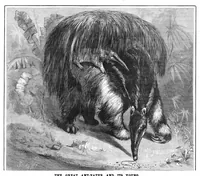 Picture 8 of 8 from Scientific American, Vol. 46, No. 20 (May 1882) (1882), leaf 8