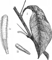 An illustration from Scientific American, Vol. 46, No. 21 (May 1882) (1882)
