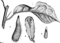 An illustration from Scientific American, Vol. 46, No. 21 (May 1882) (1882)